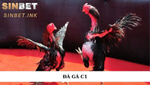 ĐÁ GÀ C1 – GIẢI ĐẤU KỊCH TÍNH THU HÚT NHIỀU NGƯỜI CÁ CƯỢC 1 ĐÁ GÀ C1