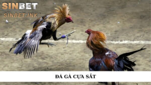 ĐÁ GÀ CỰA SẮT VÔ CÙNG KỊCH TÍNH VỚI LUẬT LỆ HẤP DẪN, DỄ HIỂU 2 ĐÁ GÀ CỰA SẮT