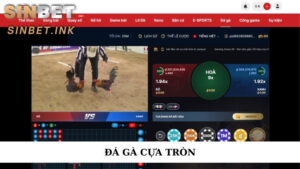 ĐÁ GÀ CỰA TRÒN VÀ KIẾN THỨC CẦN BIẾT CHO NGƯỜI MỚI 4 ĐÁ GÀ CỰA TRÒN