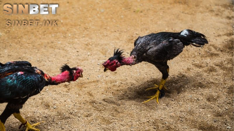 ĐÁ GÀ C1 – GIẢI ĐẤU KỊCH TÍNH THU HÚT NHIỀU NGƯỜI CÁ CƯỢC 5 ĐÁ GÀ C1